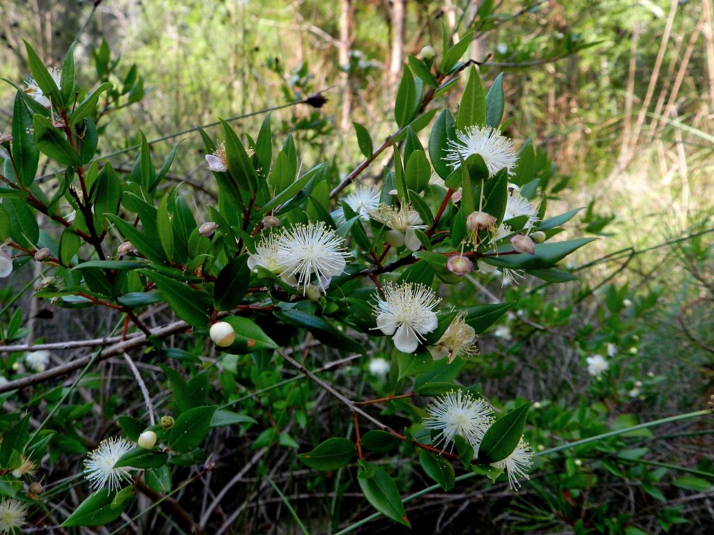Myrtus communis